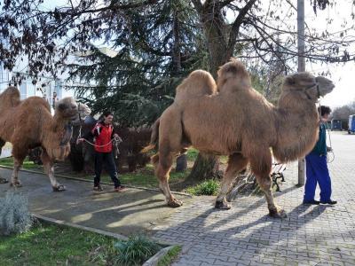 Уникална операция на камила извършиха ветеринарни хирурзи от Тракийския университет