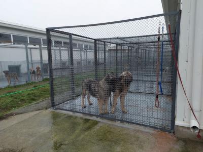 Старозагорското младежко обединение на БСП направи дарение на Общинския приют за безстопанствени животни