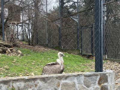 Новоизлюпеното белоглаво лешоядче се върна при своите родители в Зоопарк Стара Загора