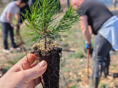 Ате Пласт залеси с нови 300 борови дръвчета парк Борова гора в Стара Загора