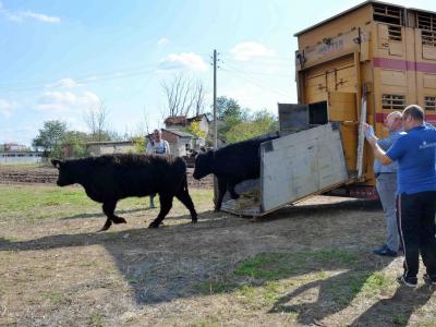 94 чистокръвни говеда от породата  Галуей  пристигнаха от Германия в Учебно-опитното стопанство на Тракийски университет – Стара Загора