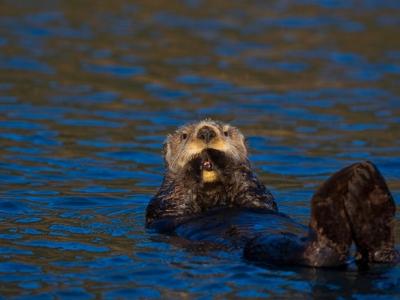 Ново изследване на WWF разкрива  невидимите  услуги на дивата природа