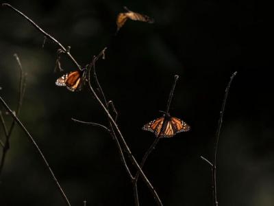 Ново изследване на WWF разкрива  невидимите  услуги на дивата природа