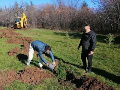 Старозагорци започнаха засаждането на живи коледни дръвчета