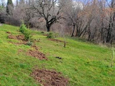 Вандали откраднаха новозасадени елхички в Стара Загора