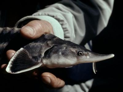 Търговията с незаконни есетрови продукти в България и региона продължава