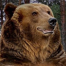 PETA призовава министъра на земеделието, храните и горите да оттегли разрешението за отстрел на мечката край Белица