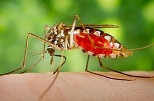 Днес и утре ще се извърши трето пръскане срещу комари в Стара Загора