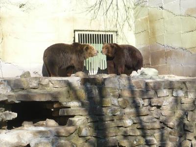 Зоопаркът е готов, сега само от държавата зависи кога ще бъде отворен за посещения