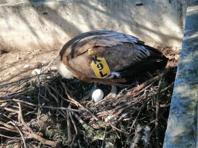 За първи път в Зоопарка в Стара Загора беше снесено яйце от двойка белоглави лешояди