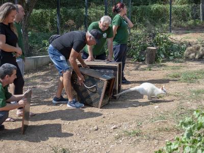 Двойка кенгуру са вече част от Зоопарка в Стара Загора