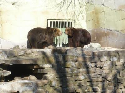 Старозагорският зоопарк ще съдейства на проект за изследване върху поведението на кафявите мечки