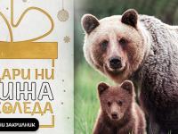 WWF стартира кампания за опазване на мечките в България