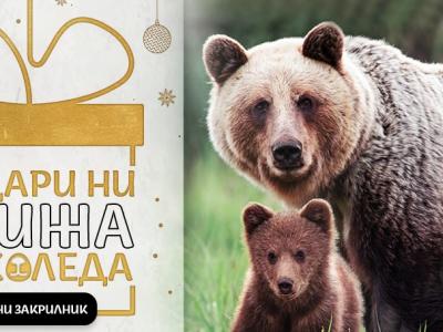 WWF стартира кампания за опазване на мечките в България