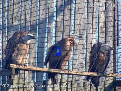 Продължава кампанията за закупуване на предаватели за белоглавите лешояди от Зоопарк Стара Загора