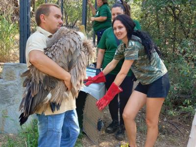 Преместиха 3-месечно белоглаво лешоядче от зоопарка в Стара Загора в Спасителния център