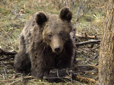 По случай Мечкинден WWF разказва историята на спасеното мече Митко